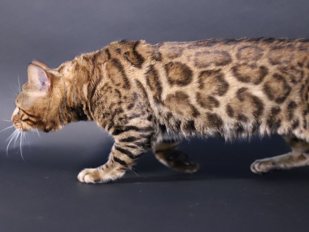 chat léopard marron donut