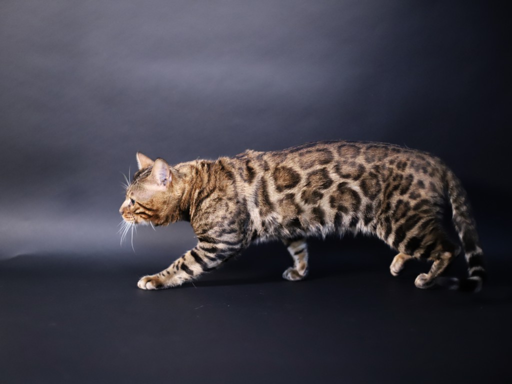 chat du bengal