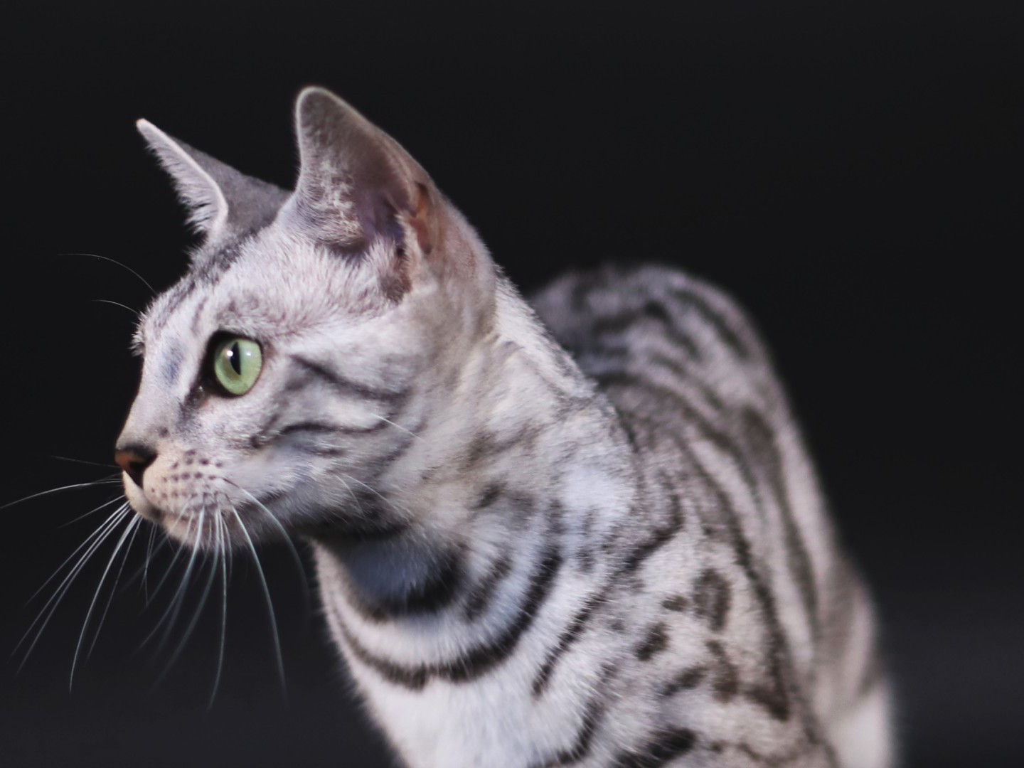 chat bengal blanc silver élevage de chat Bengal familial et professionnel