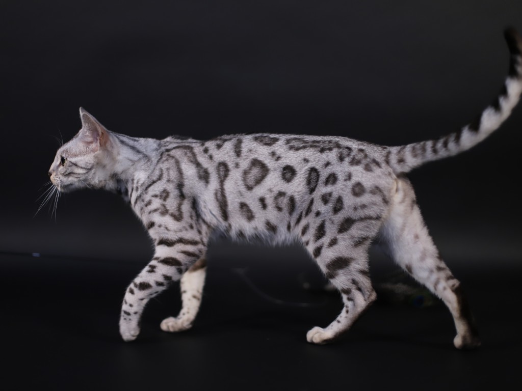 chat bengal blanc chat léopard