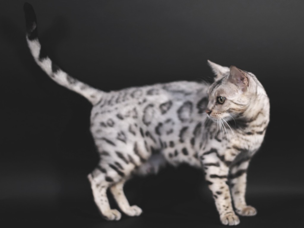 chat bengal silver