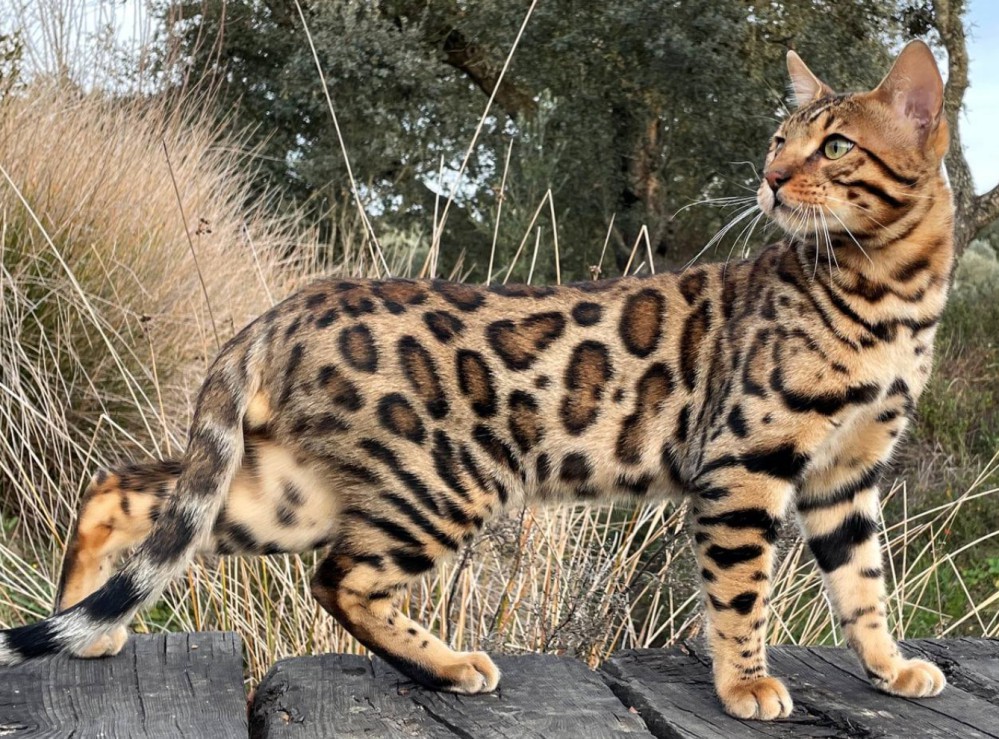 chat bengal brown chat bengal brown