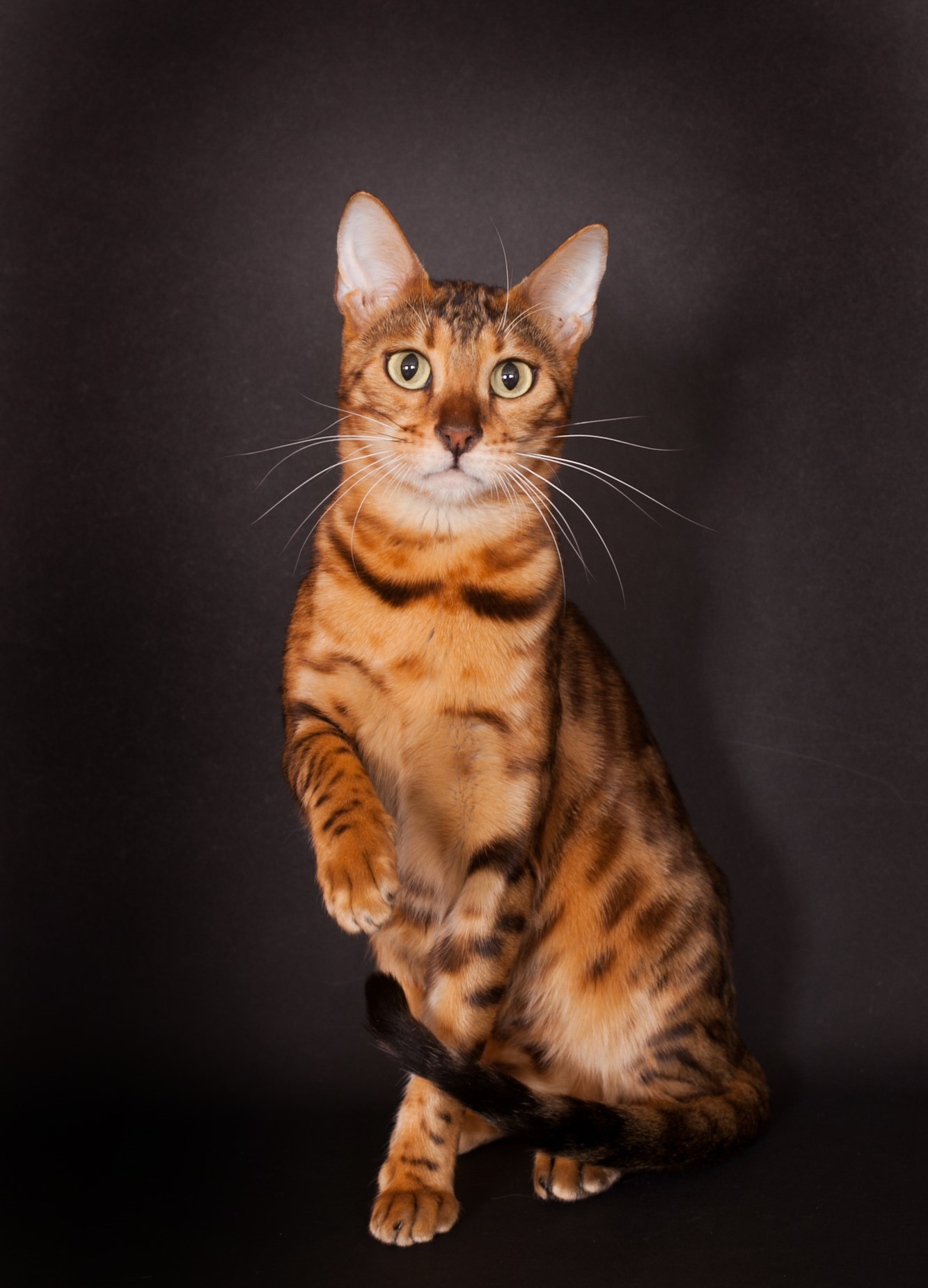 chat bengal brown