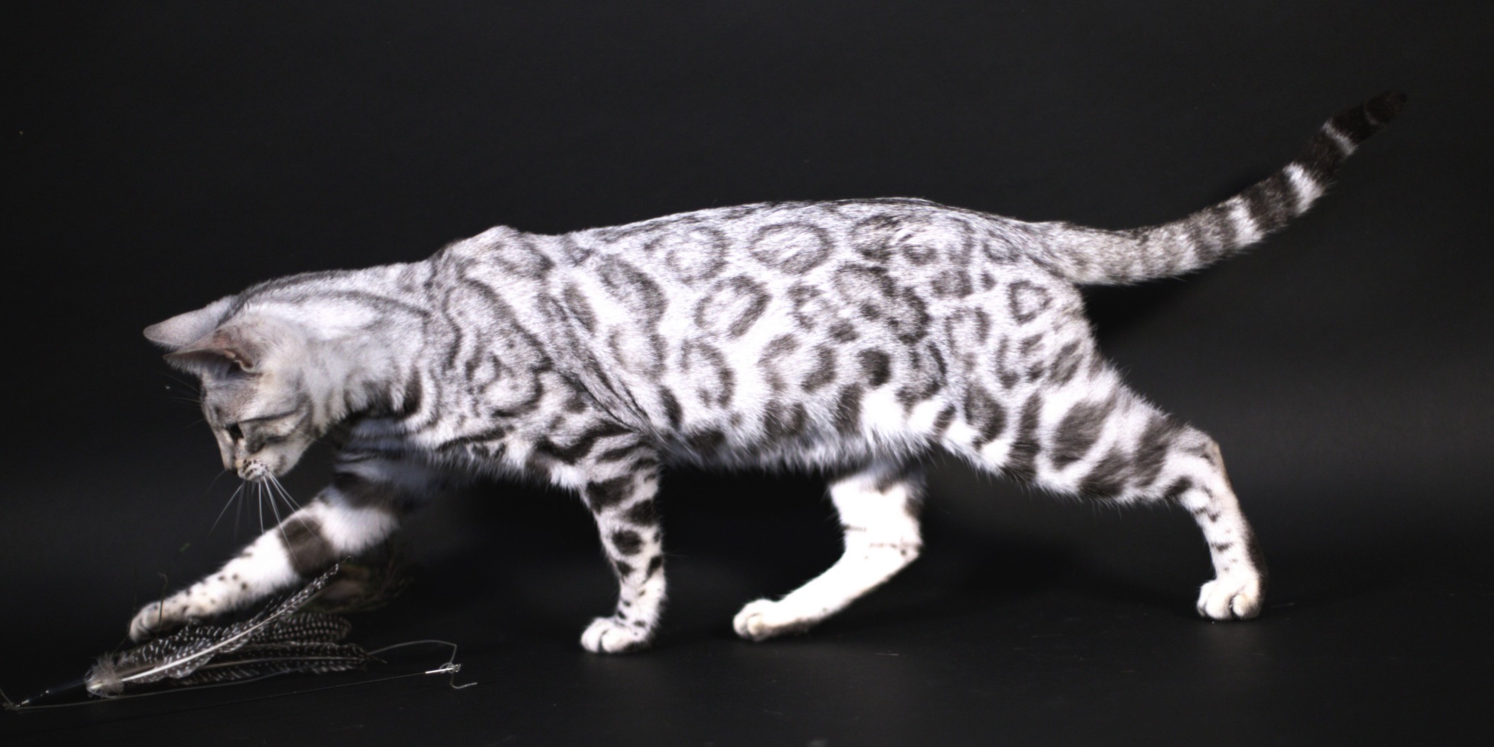 chat bengal léopard blanc