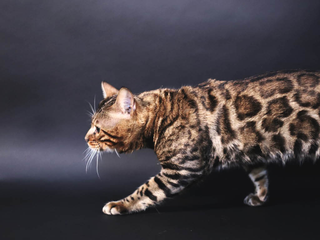 quel prix pour un chaton bengal ?,Chat du bengal à vendre Rhône alpes,Chat bengal,bengal,bengal chat,chaton Bengal,élevage Bengal,élevage chat Bengal,chat du Bengal,acheter chat bengal,acheter un chat bengal,bangal chat,bengal chaton,bengal elevage,bengal lyon,bengale,bengale achat rhone alpes,chat bengal lyon,chat léopard,chat taches,chat silver,savana,chat bengal rhône alpes,élevage chat bengal lyon,élevage chat bengal rhone alpes,chaton bengal lyon,chaton bengal rhone alpes,elevage chat bengal lyon,elevage chat bengal rhône alpes,Chat du bengal Brown Chat bengal Élevage chat bengal Chat du bengal Chat bengal Lyon Chat bengal Rhone Élevage chat bengal lyon Élevage chat bengal Rhône Alpes Chat bengal prix Chat bengal caractère Chaton bengal à vendrechat bengal lyon,4 pattes des poils et 1 coeur avis,a quel age couper griffe chaton,a quel age couper les griffes d&#039;un chaton,a quel age peut on laisser sortir un chaton,a quel âge peut-on séparer un chaton de sa mère,a quel age sortir un chaton,a quel age un chat arrete de grandir,a quel age un chat ne joue plus,a quel age un chaton peut aller dehors,a quel age un chaton peut sortir,a quel age un chaton peut sortir dehors,à quel âge un chaton peut sortir dehors,a quelle age peut on couper les griffes d&#039;un chaton,a quelle age peut on laisser sortir un chaton,a quelle age un chat arrete de grandir,a quelle age un chaton peut sortir,achat chat bengal,achat de chat,acheter un chat du bengal,acheter un chat lyon,afc cca,age mental chat,age mort chat,age moyen chat domestique,age moyen deces chat,age moyen mort chat,alc chat,ancetre des chats,arbre a chat bengal,bangale,bebe bengal,bebe bengale,bebe chat a vendre,bebe chat bengal,bebe chat du bengal,bebe chat prix,bebe chat tigre,bengál,bengal a vendre,bengal adulte,bengal animal,bengal bebe,bengal bengal,bengal black silver,bengal blanc,bengal blanc prix,bengal breed,bengal brown,bengal brown tabby,bengal car,bengal caractère,bengal cat,bengal cat price,bengal cats,bengal cattery,bengal charcoal,bengal chat a vendre,bengal chat blanc,bengal chat elevage,bengal chat prix,bengal chat sauvage,bengal chat tigre,bengal chats,bengal chien,bengal couleur,bengal f1,bengal gris,bengal house cat,bengal katze,bengal kittens,bengal marble,bengal marbré,bengal noir,bengal origine,bengal pays,bengal pet cat,bengal place,bengal poil long,bengal prix,bengal rosette,bengal savannah,bengal serval,bengal silver,bengal snow,bengal snow lynx,bengal taille,bengal.,bengale brown,bengale caractère,bengale chat,bengale chat blanc,bengale chat prix,bengale chaton,bengale chien,bengale gris,bengale noir,bengale prix,bengale silver,bengale snow,bengali chat,bengaloe,bengals the animal,bengel cat,benghal,bingal,black bengal,caht du bengal,caractere bengal,caractère bengal,caractere chat bengal,caractère chat bengal,caractere chat du bengal,caractere chat tigré,caractère du chat bengal,caractere du chat bengale,caractere du chat du bengal,cashmere bengal,chasseur d&#039;appart faux clients,chat a pied noir prix,chat age moyen,chat alc,chat avec des taches léopard,chat bangal,chat bengal 4 en 1,chat bengal a donner,chat bengal à donner,chat bengal a vendre,chat bengal à vendre,chat bengal achat,chat bengal acheter,chat bengal adoption,chat bengal adulte,chat bengal adulte taille,chat bengal blanc,chat bengal blanc prix,chat bengal caractère,chat bengal charcoal,chat bengal dangereux,chat bengal elevage,chat bengal élevage,chat bengal gris,chat bengal marble,chat bengal marbre,chat bengal marbré,chat bengal noir,chat bengal noir et blanc,chat bengal noir prix,chat bengal ou acheter,chat bengal prix,chat bengal prix france,chat bengal silver,chat bengal snow,chat bengal snow lynx,chat bengal taille,chat bengal tigré,chat bengale,chat bengale adulte,chat bengale bebe,chat bengale blanc,chat bengale caractère,chat bengale gris,chat bengale prix,chat bengali,chat benhal,chat bingal,chat bingale,chat chien croisement,chat chinois race prix,chat de bengal,chat de bengal à donner,chat de bengal blanc,chat de bengal elevage,chat de bengal prix,chat de bengale,chat de bengale prix,chat de race bengal,chat de race tigré,chat description,chat du bangal,chat du bengal a vendre,chat du bengal à vendre,chat du bengal achat,chat du bengal acheter,chat du bengal adulte,chat du bengal bebe,chat du bengal blanc,chat du bengal blanc prix,chat du bengal caractère,chat du bengal clair,chat du bengal elevage,chat du bengal elevage france,chat du bengal gris,chat du bengal noir,chat du bengal noir prix,chat du bengal prix,chat du bengal prix france,chat du bengal snow,chat du bengal taille,chat du bengale,chat du bengale adulte,chat du bengale blanc,chat du bengale caractère,chat du bengale gris,chat du bengale noir,chat du bengale prix,chat du bengale taille,chat du benghal,chat du bengzl,chat du bingal,chat du bingale,chat du quebec,chat du.bengal,chat elevage,chat grandit jusqu&#039;à quel âge,chat grosse joue,chat grosse patte,chat guépard,chat harnais fait le mort,chat haut sur patte,chat hypoallergénique prix,chat jaguar,chat le bengal,chat le bengale,chat leopard,chat leopard asiatique,chat léopard asiatique,chat leopard d asie,chat leopard d&#039;asie,chat léopard d&#039;asie,chat léopard d&#039;asie prix,chat leopard du bengal,chat leopard du bengal prix,chat léopard du bengal prix,chat leopard du bengale,chat léopard du bengale,chat leopard prix,chat léopard prix,chat leopard race,chat lynx léopard,chat lynx prix,chat marbre,chat marbré,chat mixé,chat noir du bengal,chat ocelot,chat ocelot prix,chat panthere,chat panthère,chat pelage leopard,chat pelage léopard,chat petite patte prix,chat pure race,chat quebec,chat qui appelle un autre chat,chat qui ressemble à un léopard,chat qui ressemble à un tigre,chat race bengal,chat race bengale,chat rasé sauf tete,chat ressemble tigre,chat retraité,chat retraité d&#039;élevage à adopter,chat sang dans les selles stress,chat sans queue prix,chat tabby marbré,chat tabby prix,chat tache sur le nez,chat tacheté leopard,chat tacheté race,chat tigre adulte,chat tigré caractere,chat tigré caractère,chat tigré du bengal,chat tigre du bengale,chat tigre du bengale prix,chat tigré marbré,chat tigre poil long,chat tigre prix,chat tigré race,chat.bengal,chat-léopard,chat-léopard du bengale,chaton a adopter grenoble,chaton a donner sur grenoble,chaton bengal a donner,chaton bengal à donner,chaton bengal à donner gratuitement,chaton bengal a vendre,chaton bengal blanc,chaton bengal gris,chaton bengal marbré,chaton bengal noir,chaton bengal prix,chaton bengal snow,chaton bengal snow lynx,chaton bengale,chaton black silver,chaton du bengal,chaton du bengal blanc,chaton du bengal prix,chaton elevage,chaton guepard,chaton leopard,chaton leopard prix,chaton lyon,chaton marbré,chaton plusieurs couleurs,chaton pure race,chaton race bengal,chaton tigre du bengal,chaton yeux bleu jusqu&#039;a quel age,chaton yeux bleus jusqu&#039;a quel age,chatons à donner grenoble,chatons bengal,chatons bengal à donner,chatons bengale à vendre,chatons du bengal a vendre,chats a vendre,chats à vendre,chats bengal,chats bengale,chats bengals,chats de bengale,chats de luxe,chats du bengal,chats du bengale,chats qui font l&#039;amour,chats tigrés race,chatte mal rasé,chatte seule,chatterie bengal,chatterie grenoble,chien bengal,chien bengale,chien du bengal,chien du bengale,chien tigre du bengale,cite chat,cite le bengale,combien coute un bebe chat,combien coûte un chat,combien coûte un chat du bengal,combien coute un chaton,combien coûte un chaton,combien d annee vie un chat,combien d année vit un chat,combien d&#039;année vit un chat,combien de temp vie un chat,combien de temps dort un chat d&#039;appartement,combien de temps un chat peut il fuguer,combien de temps un chat peut-il fuguer,combien d&#039;heure dort un chaton,comment reconnaître un mal d&#039;une femelle chaton,comment s&#039;appelle la femelle du léopard,connaitre age chaton,connaitre la race de son chat,couleur bengal,couleur coussinet chat,couleur définitive yeux chat,couleur definitive yeux chaton,croisement chat chien,description chat,description du chat,description d&#039;un chat,donne chaton a lyon,donne chaton bengal contre bon soin,donne chaton bengal gratuit,donne chaton grenoble,durée de vie chat appartement,durée de vie chat domestique,durée de vie d&#039;un chat d&#039;appartement,durée de vie d&#039;un chat domestique,durer de vie chat,elevage bengal,elevage bengal france,elevage chat bengal,elevage chat bengal prix,élevage chat bengal prix,elevage chat bengale,elevage chat du bengal,elevage chaton,elevage de bengal,elevage de chat bengal,elevage de chaton,eleveur bengal,espece belle race de chat,espérance de vie bengal,esperance de vie chat appartement,espérance de vie chat appartement,esperance de vie chat d&#039;intérieur,espérance de vie chat domestique,espérance de vie chat sauvage,esperance de vie tigre,evolution chaton poil long,évolution chaton poil long,f1 bengal,giardiose chaton,grand chat du bengal,grand chat tigre,grand chat tigré,gros chat domestique,gros chat tigré,grosse race de chat,information sur le chat,jusqu a quel age grandit un chat,jusqu à quel âge grandit un chat,jusqu&#039; à quel âge un chat joue avec sa queue,jusqu&#039;à quand grandit un chat,jusqu&#039;a quel age grandit un chat,jusqu&#039;à quel âge grandit un chat,jusqu&#039;à quel âge un chat grandit,jusqu&#039;à quel âge vit un chat,jusqu&#039;à quelle age grandit un chat,jusqu&#039;à quelle age peut vivre un chat,le bengal,le bengal chat,le bengale,le bengale chat,le chat bengal,le chat bengal 4 en 1,le chat bengale,le chat du bengal,le chat du bengale,leopard d asie,leopard d&#039;asie,léopard d&#039;asie,les bengals,les chats bengal,longevite chat,lysine chat effet secondaire,marble bengal,mariés 2 chats,marque chat qui fait un doigt,mink bengal,mon chat n&#039;aime pas etre porté,ouie chat,photo chat bengal,photo chat bengale,photo chaton bengal,predateur chaton,prices for bengal cats,prix bebe chat,prix bengal,prix bengal chat,prix bengale,prix chat bengal,prix chat bengal a donner,prix chat bengal blanc,prix chat bengale,prix chat de bengal,prix chat du bengal,prix chat du bengal france,prix chat du bengale,prix chat leopard,prix chat tigre,prix chaton,prix chaton bengal,prix d un bengal,prix d un chat bengal,prix d un chat de bengal,prix d un chat du bengal,prix d un chaton,prix de chat,prix des chatons,prix des chats,prix d&#039;un bengal,prix d&#039;un chat bengal,prix d&#039;un chat bengale,prix d&#039;un chat de bengal,prix d&#039;un chat du bengal,profil des gens qui aiment les chats,qi d un chat,qi d&#039;un chat,quelle chat je suis,race chat bengal,race chat tigré,race de chat avec coussinet noir,race de chat bengal,race de chat bengale,race de chat qui ne griffe pas les meubles,race de chat tigre,race de chat tigré,rever d une portée de chatons,rêver de chat tigré,rever d&#039;une panthere noir,rever d&#039;une portée de chatons,robe bengal,ronidazole chat,silver bleu chat bengal,silver chat bengal,snow bengal,snow lynx bengal,snow mink bengal,sorte de chat,syndrome du chaton unique,tache museau chat,tache nez chat,tache noir museau chat,tache noire museau chat,taille chat bengal,test pif chat prix,tigre du bengale chat,tout savoir sur le chat,tres gros chat,tritrichomonas chat,un bengal,un chat d&#039;intérieur est il malheureux,un chat grandit jusqu&#039;à quel age,un chat grandit jusqu&#039;à quel âge,un chat peut vivre jusqu&#039;à quel âge,vend chat bengal,vend chaton bengal,vente de chat,vente de chaton,vente des chats,vrai chaton,bébé bengal,élevage chat Bengal annecy,élevage chat Bengal Chambery,élevage chat Bengal Macon,élevage chat Bengal Dijon,élevage chat Bengal Besançon,élevage chat Bengal Villefranche,élevage chat Bengal Saint Etienne,élevage chat Bengal Clermont ferrant,élevage chat Bengal Suisse,élevage chat Bengal Geneve,élevage chat Bengal bourg en Bresse