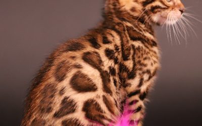 chat bengal brown