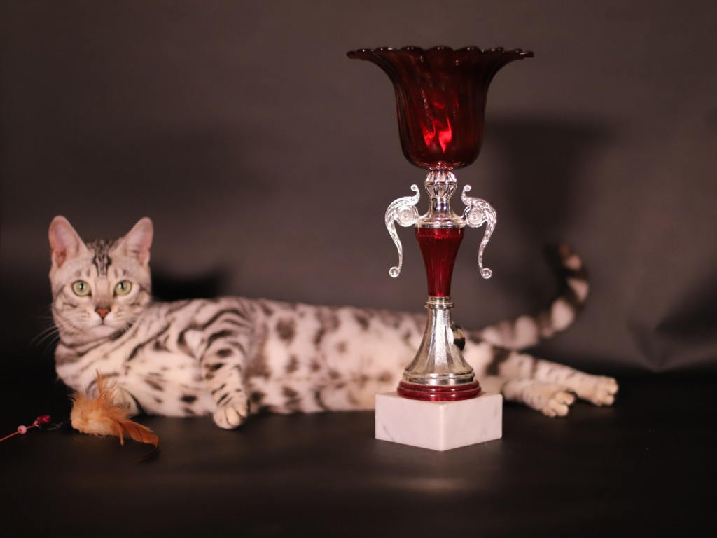 chat bengal champion 1