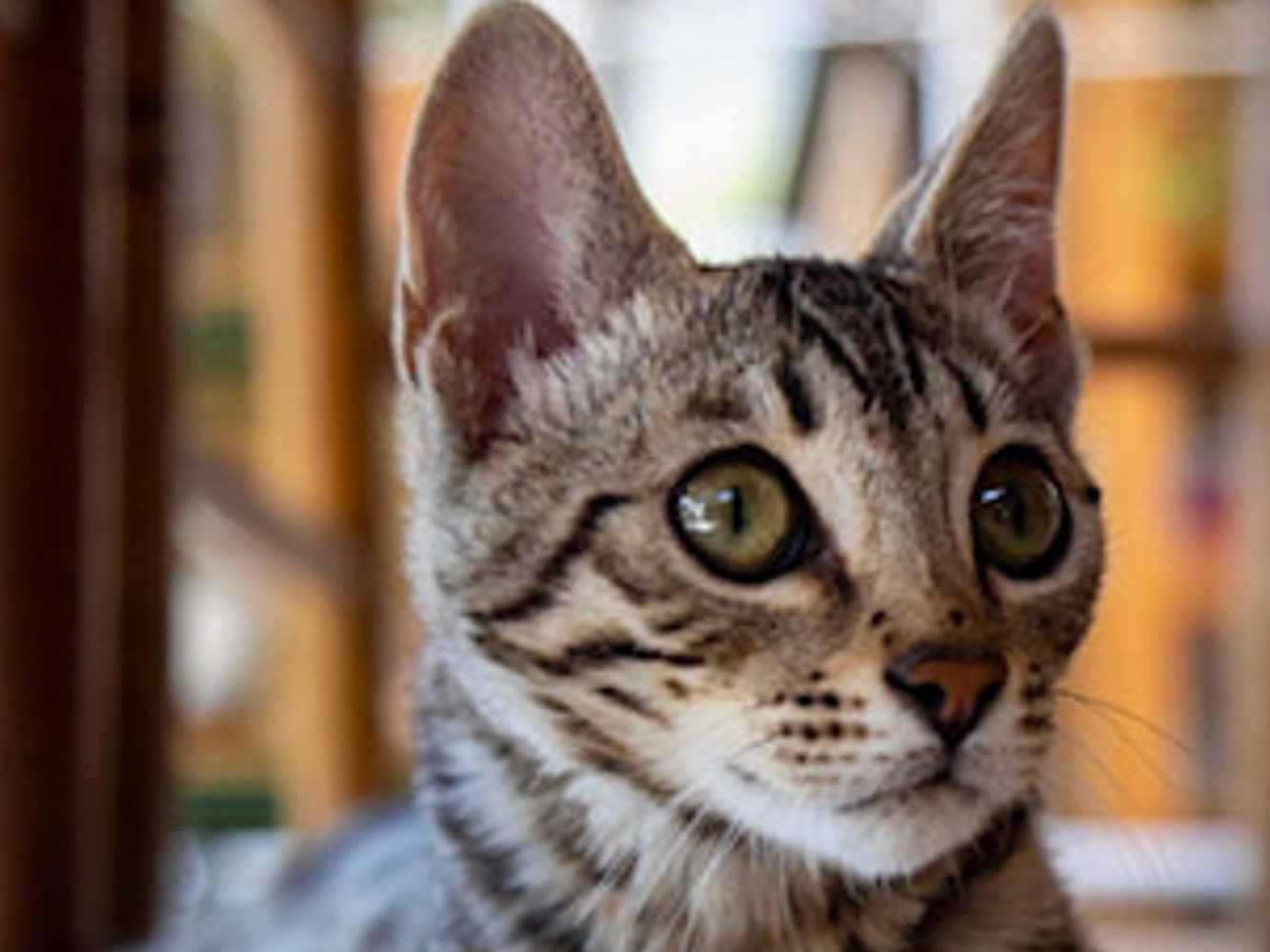 chat bengal brown beau regard