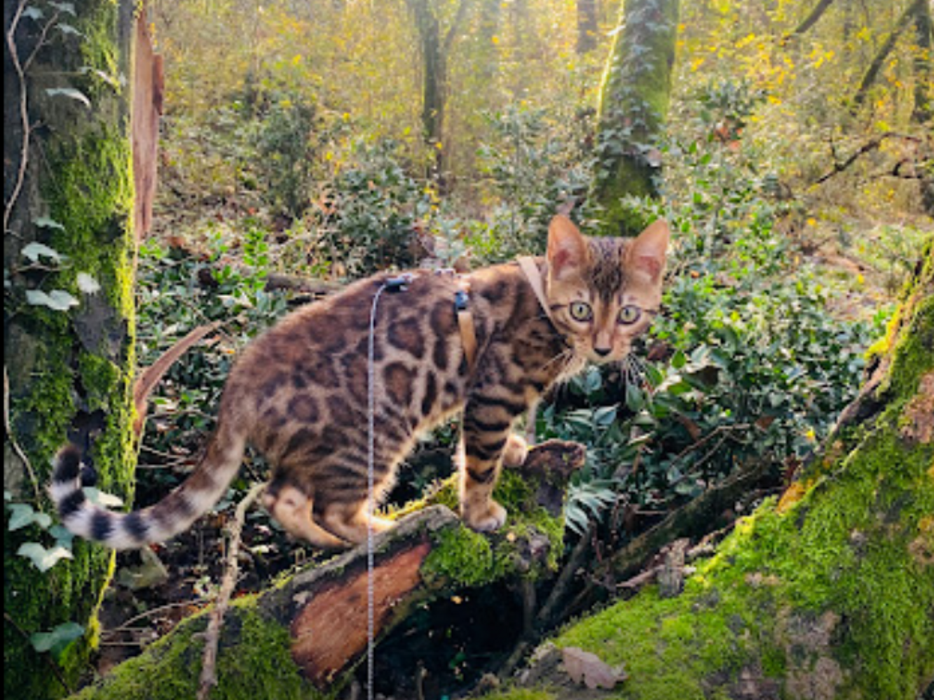 chat bengal brown dans la foret