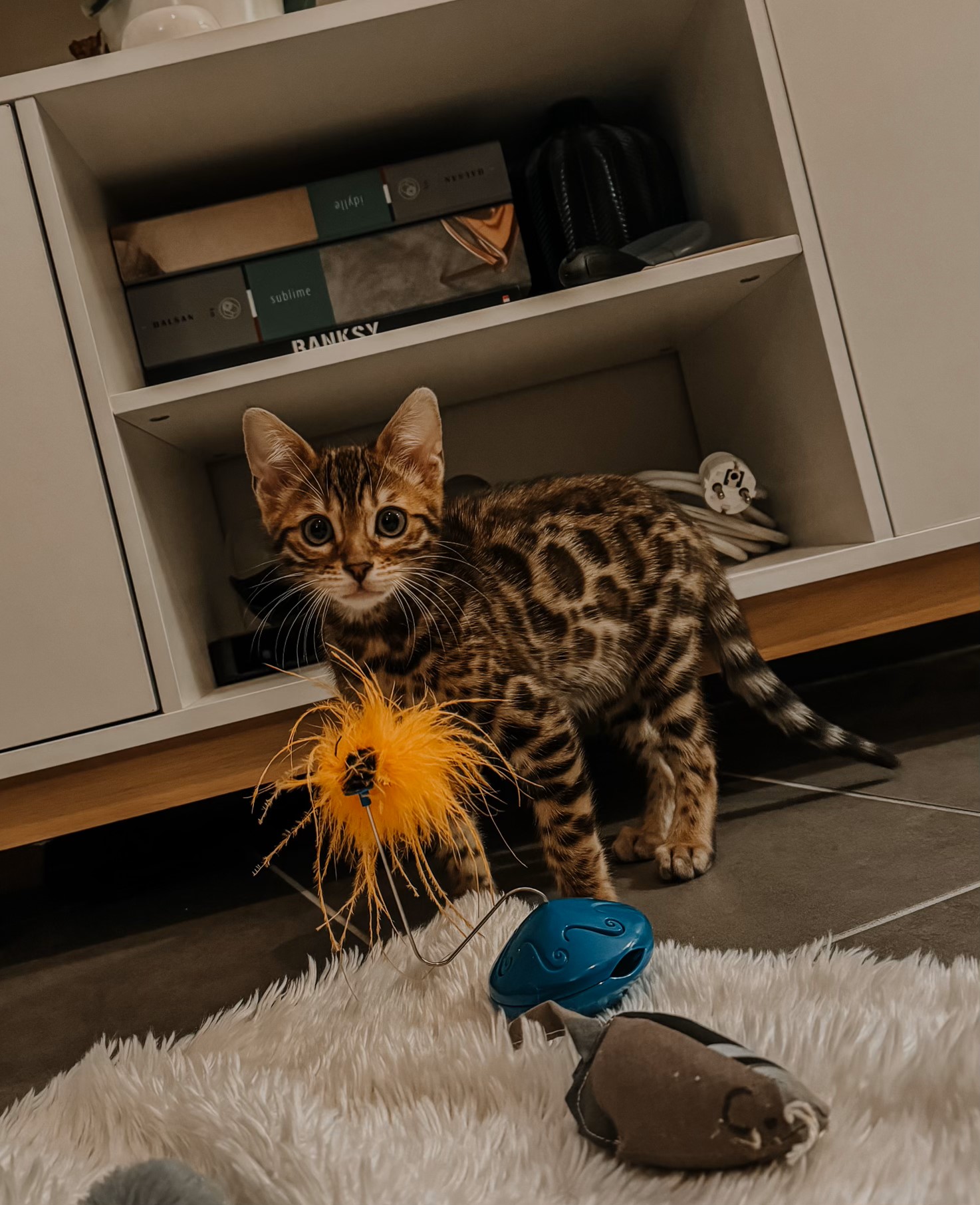 chat bengal brown moustache