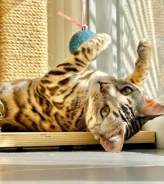 chat bengal joue avec une balle bleue