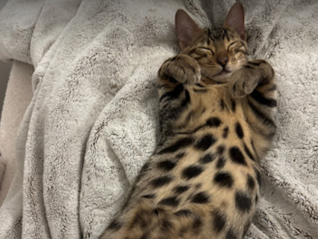 chat bengal qui dort les pattes en l air