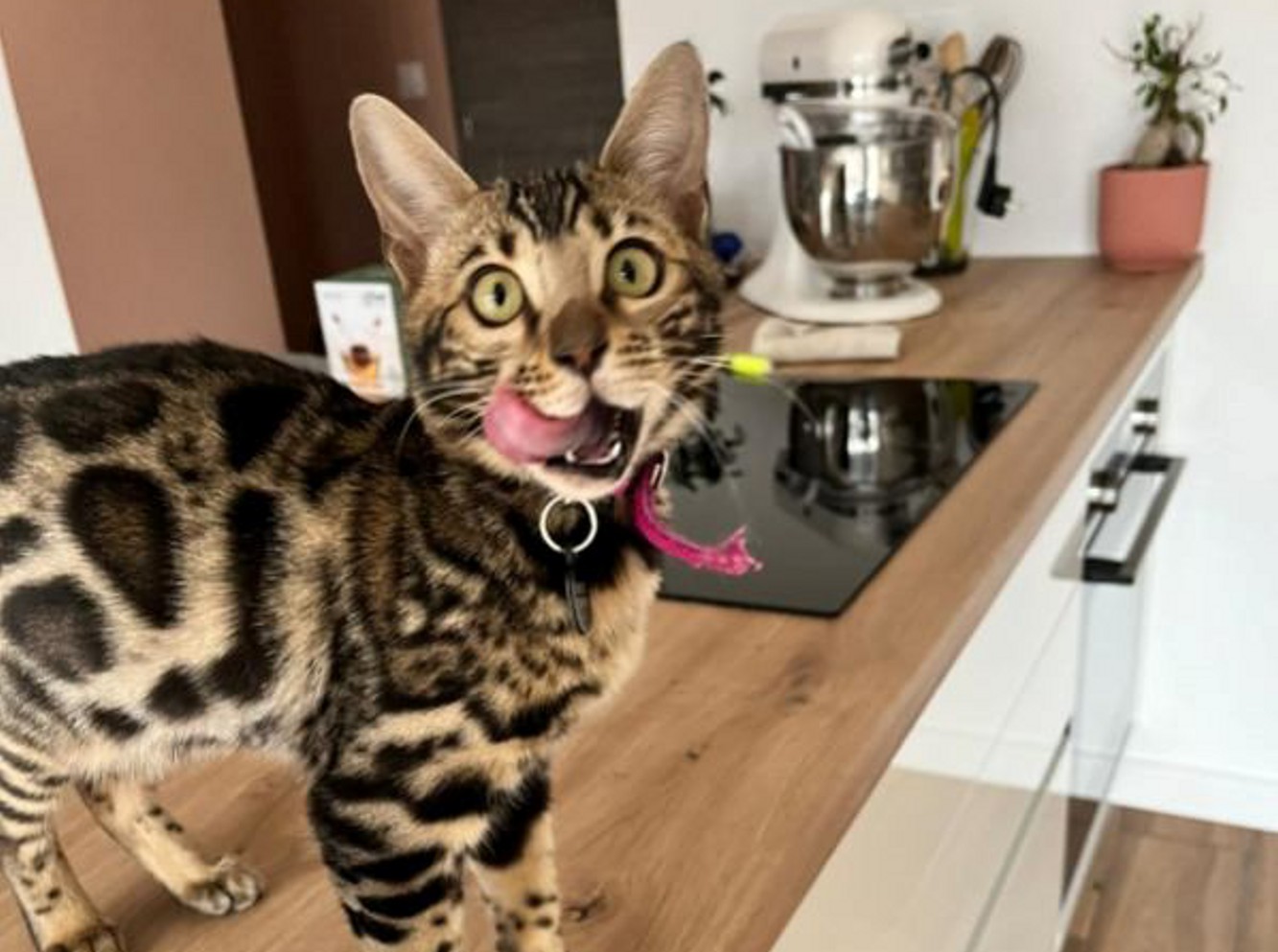 chat bengal qui tire la langue