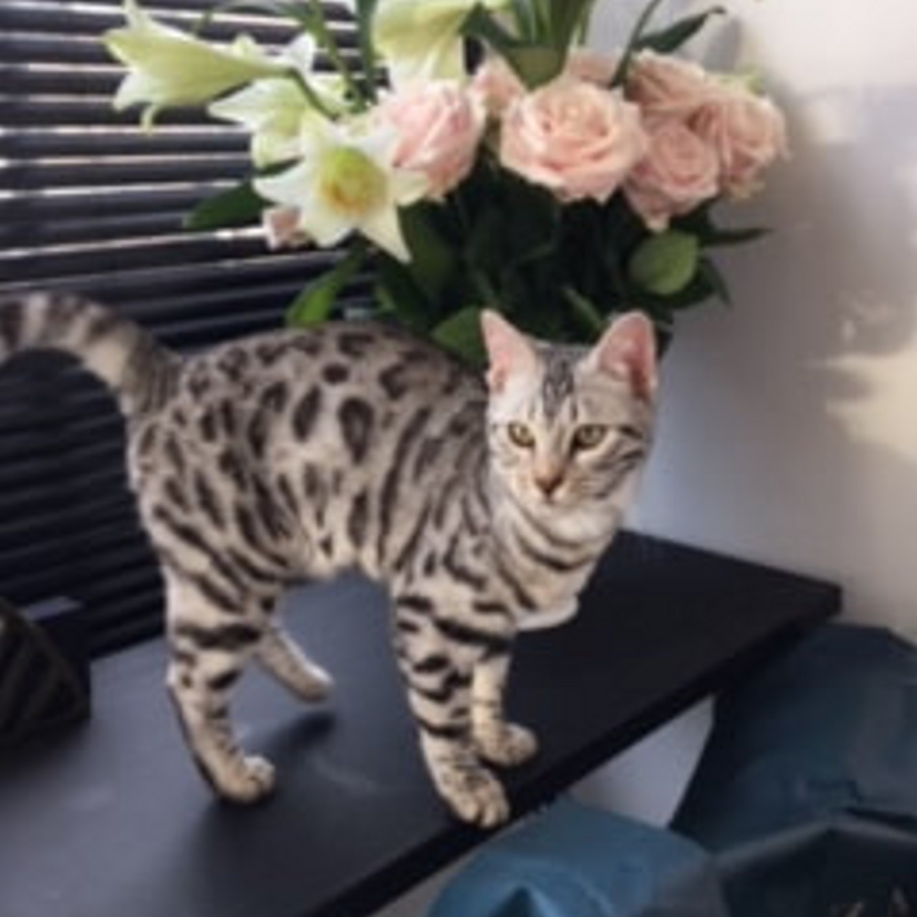 chat bengalou blanc fleurs
