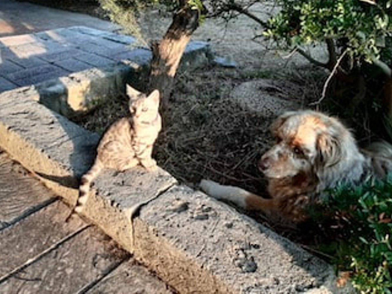 chat du bengal silver et chien