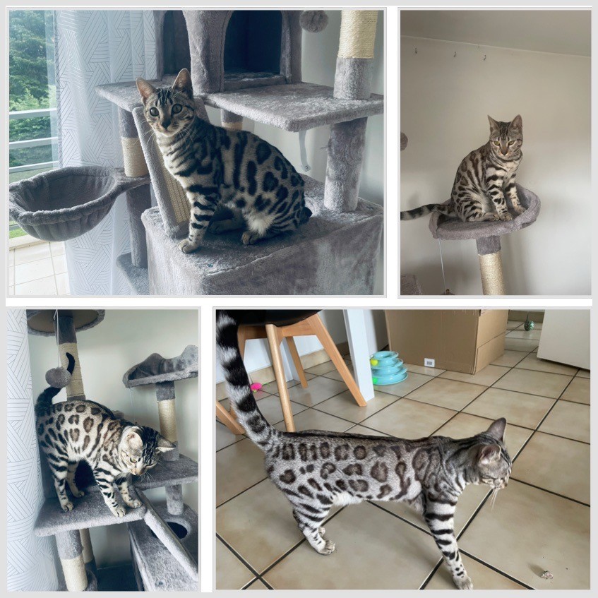 chat bengal black silver