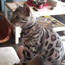 chat bengal profil