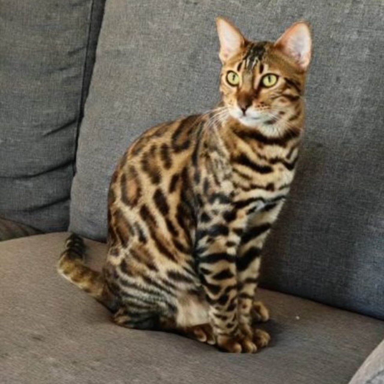 chat léopard sur son fauteuille gris