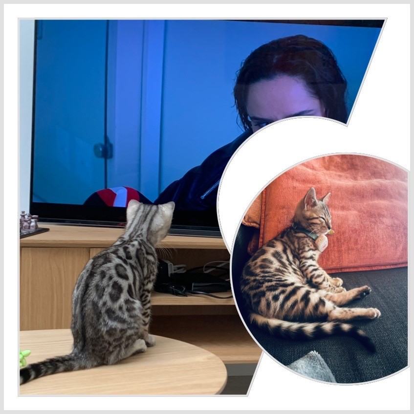 chat bengal qui regarde le télévision