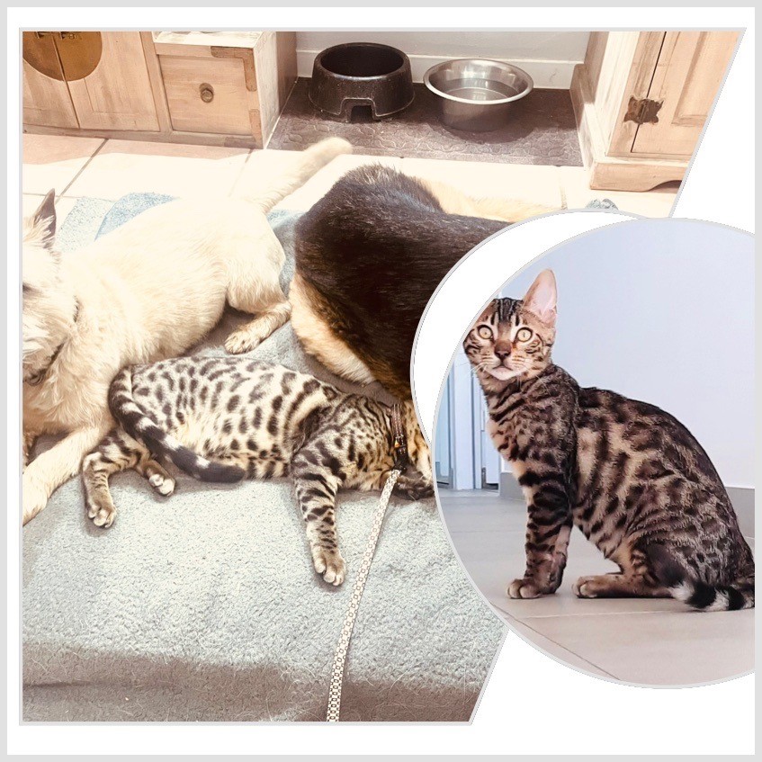 chat du bengal avec un chien