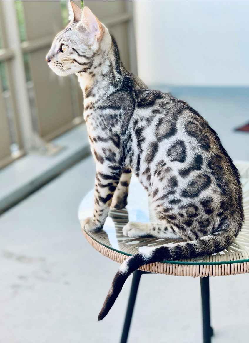 chat du bengal blanc taches