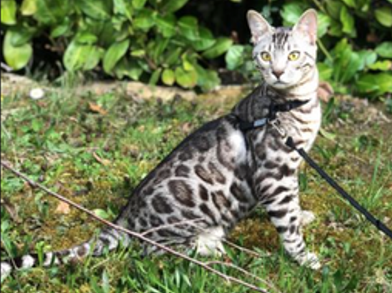 chat du bengal silver