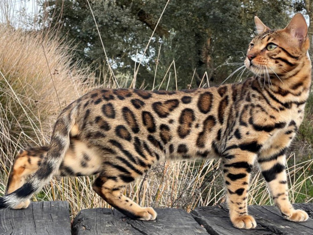 chat bengal