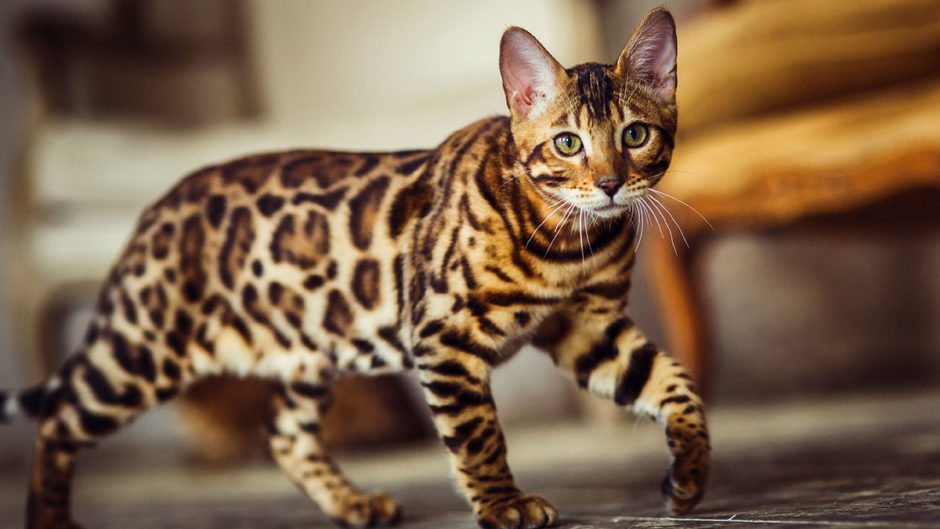 chat du bengal