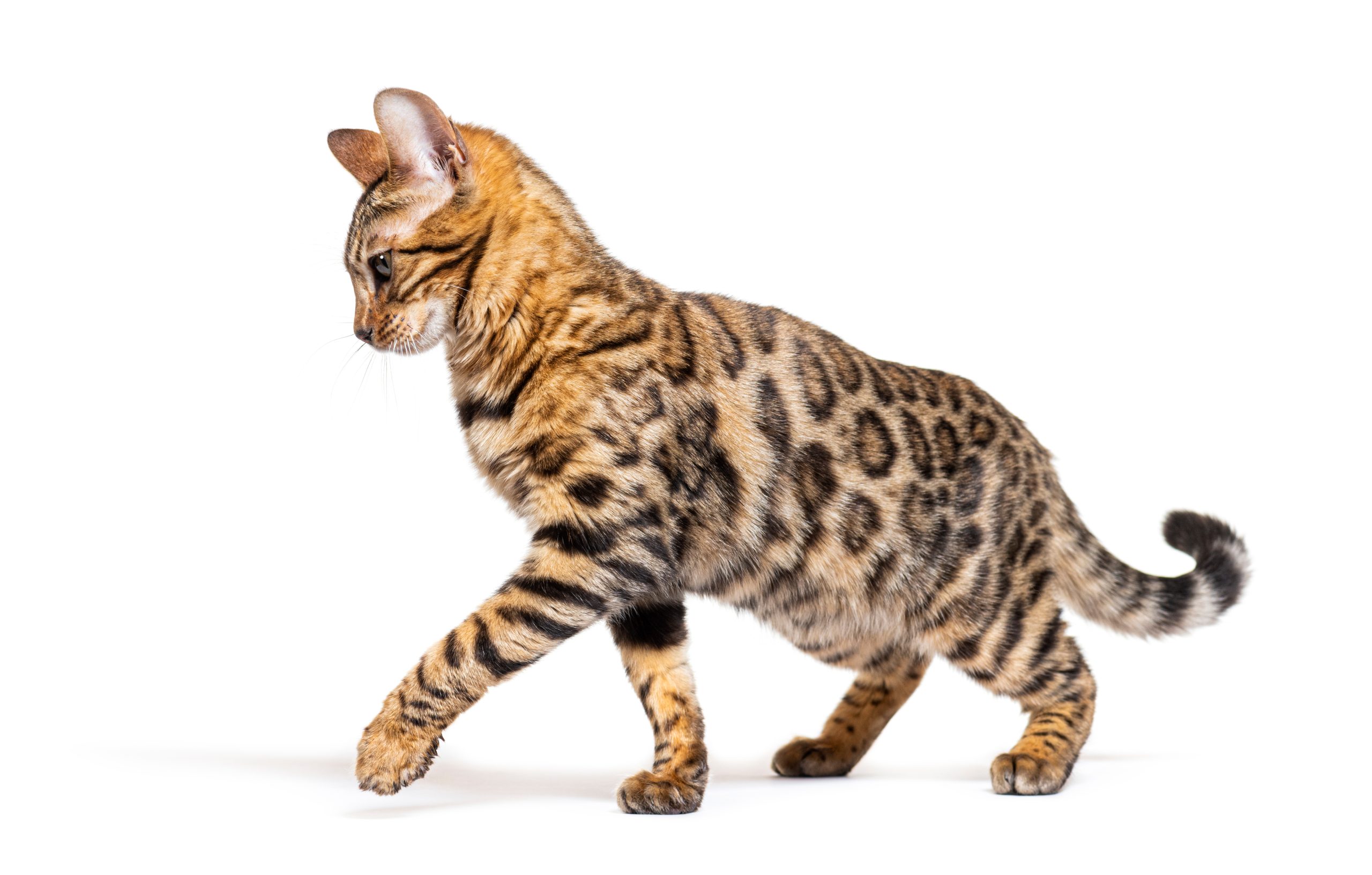 side view of a bengal cat walking and making a stop, isolated on white