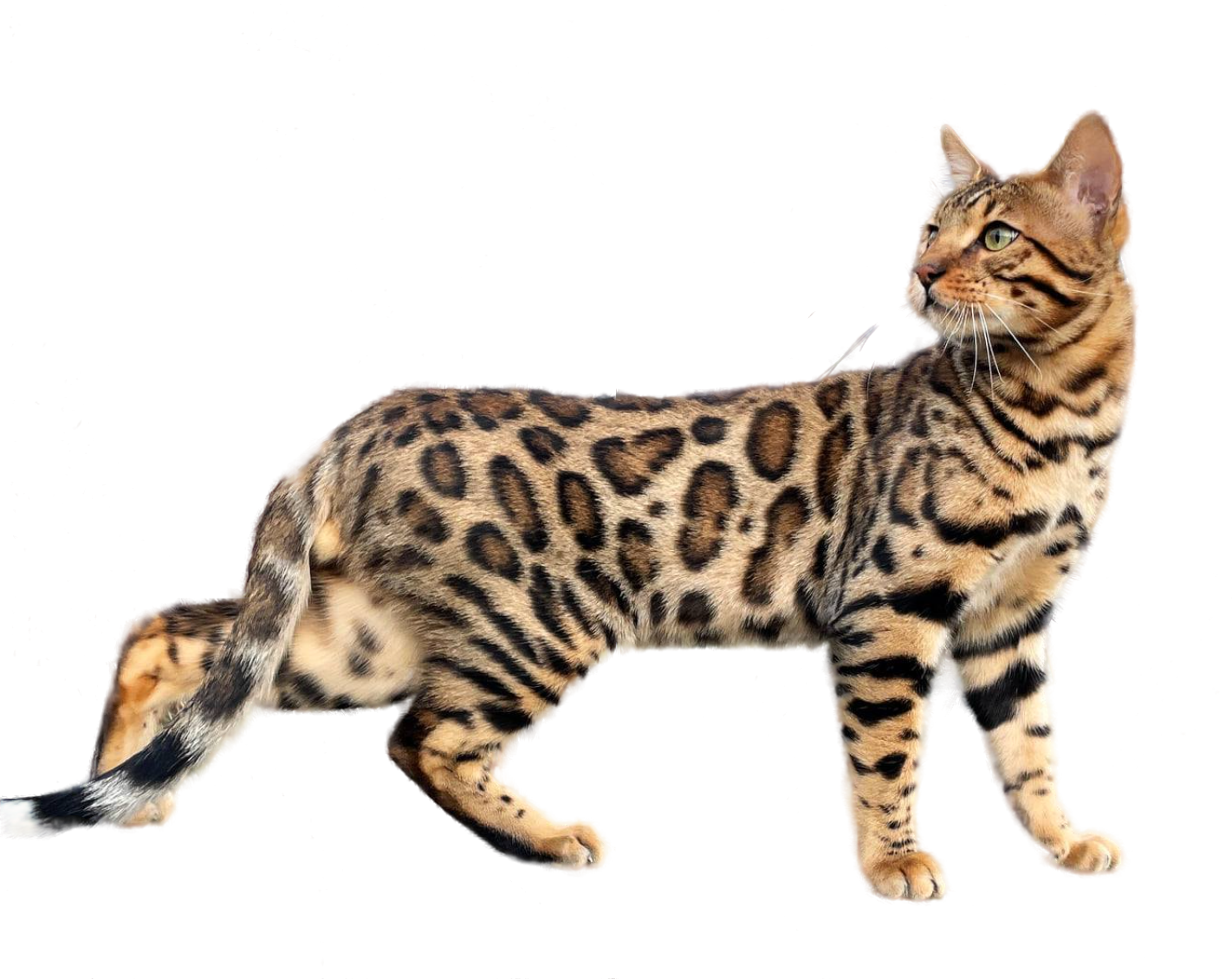 chat bengal brown