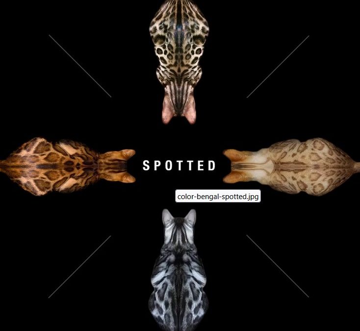 Pelage du chat du bengal et spécificités