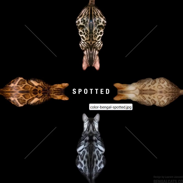 robe- chat- bengal-couleur