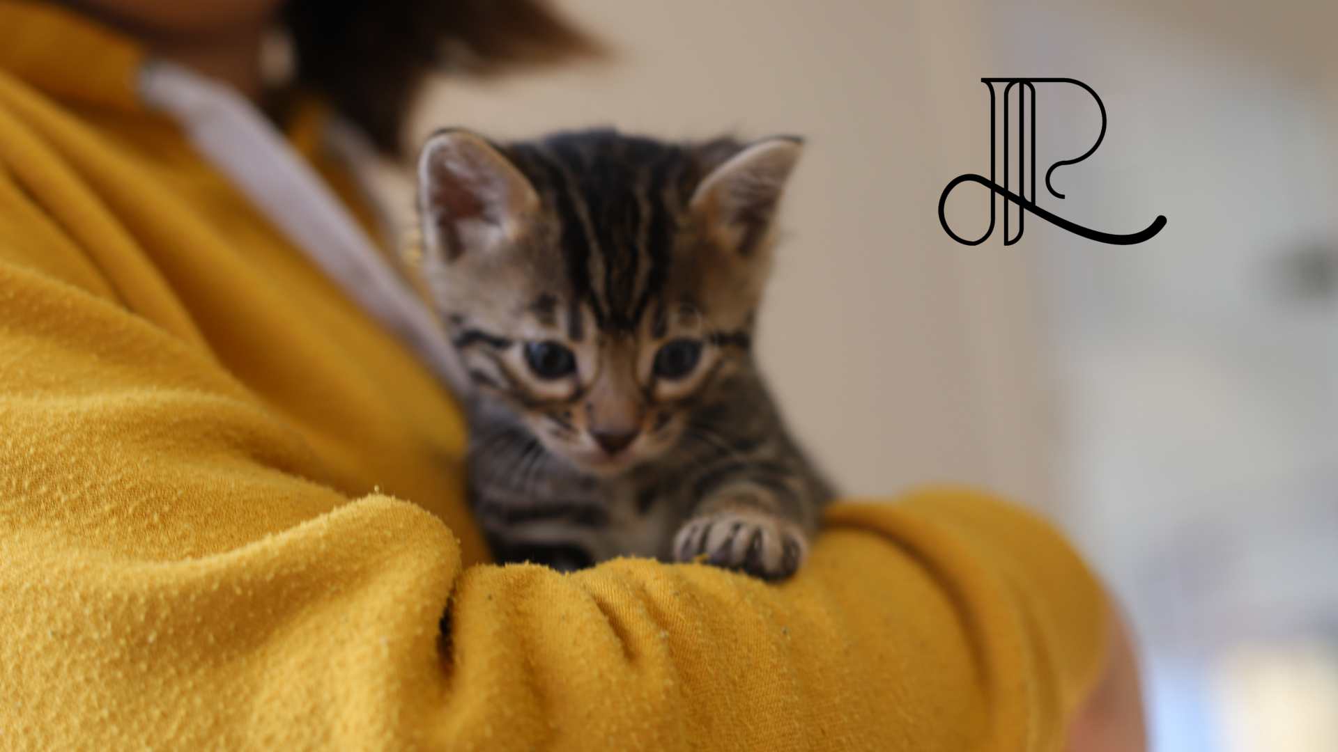 chaton-bengal-dans les bras