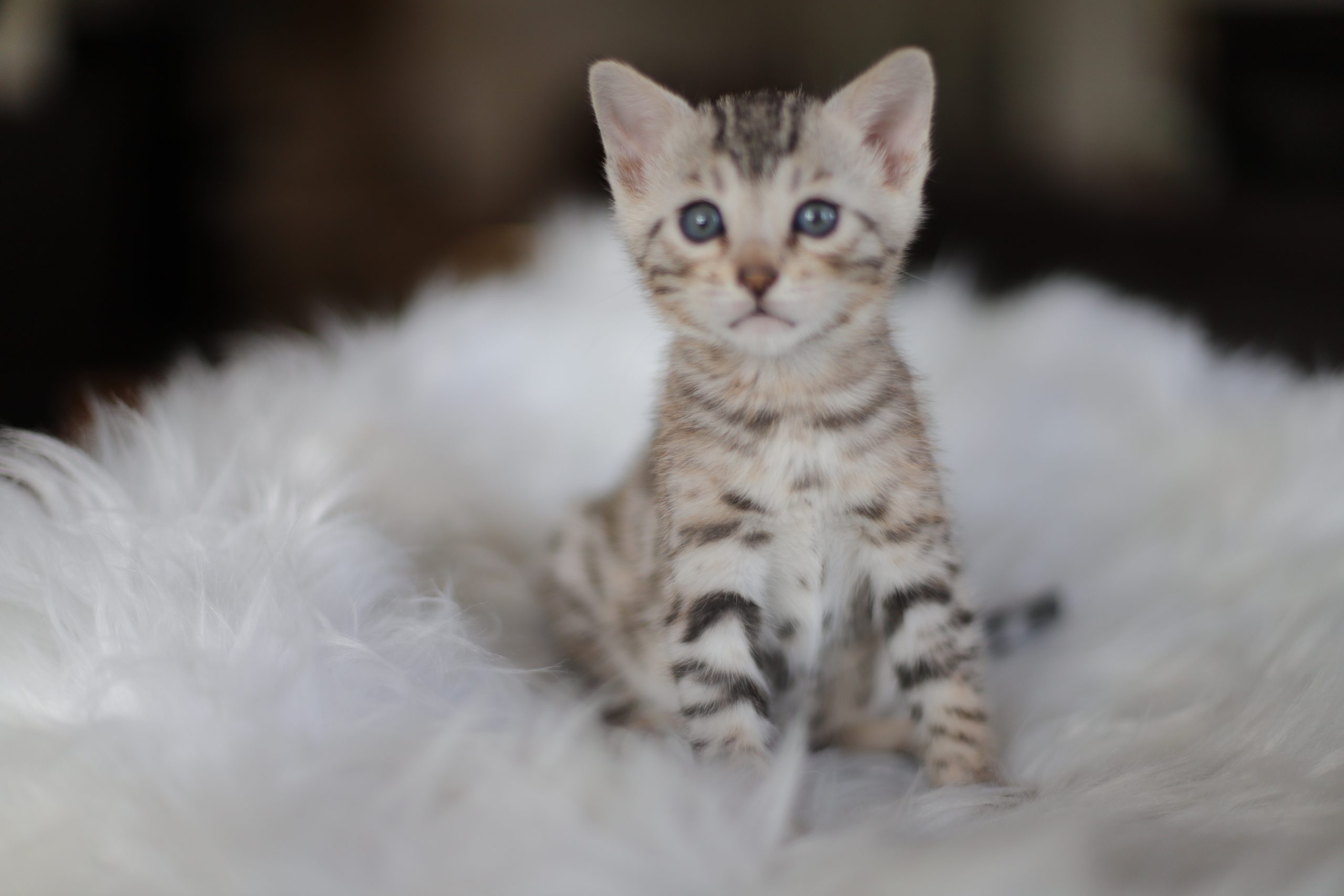 chat bengal brun taches rondes