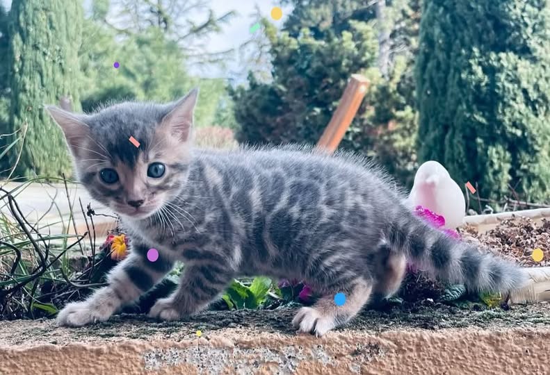 503579453_18068498699069862_9133143095219583108_n chat bengal brun taches rondes