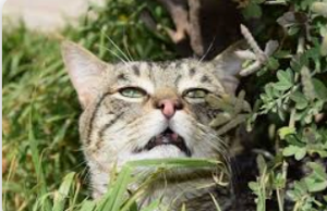 phéromones chats
