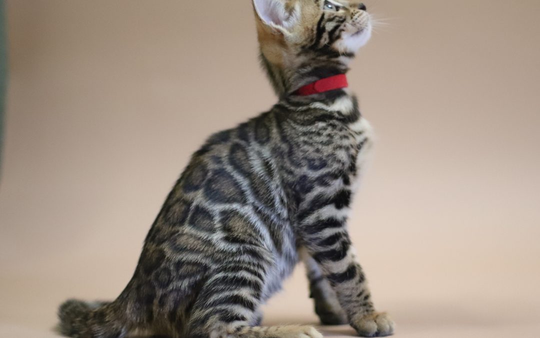 Simba
