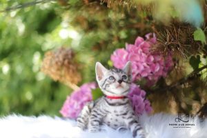 chat bengal blanc