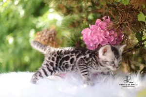 chat leopard