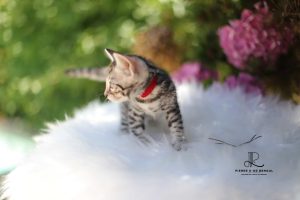 chat bengal silver