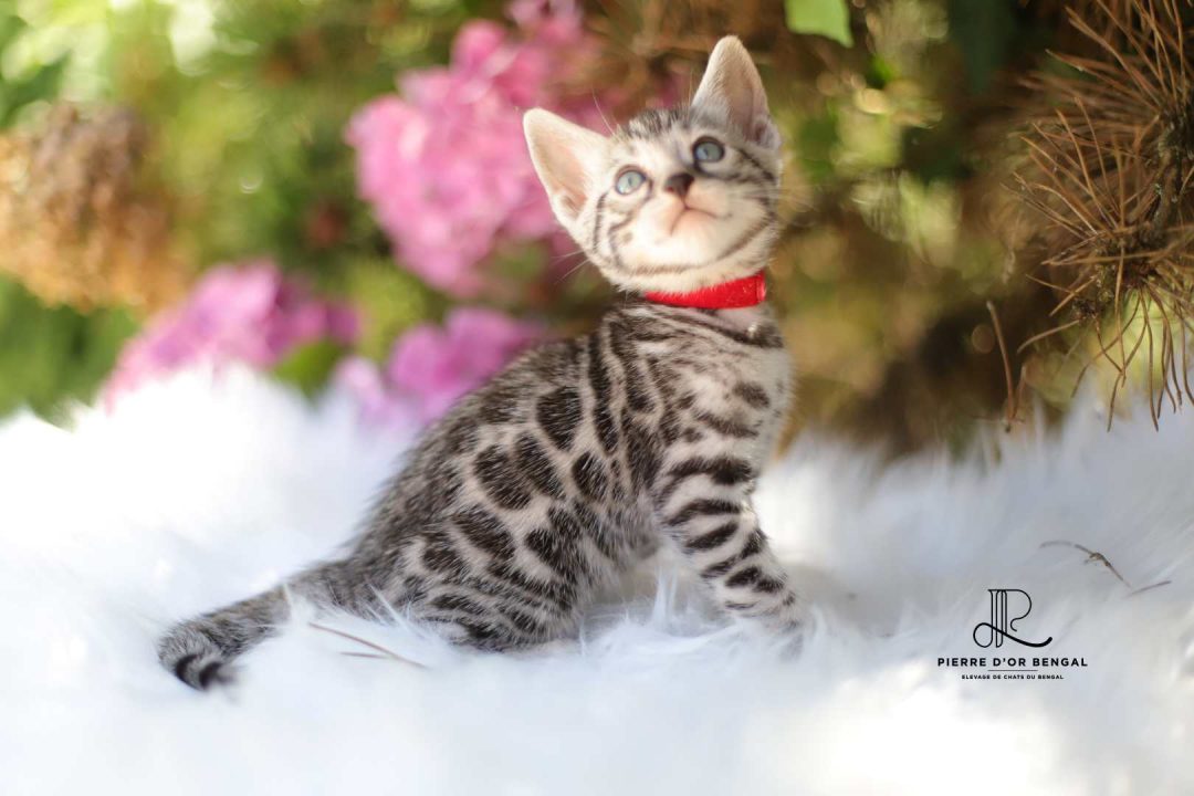 chat taches rondes
