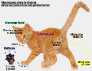 Les phéromones des chats