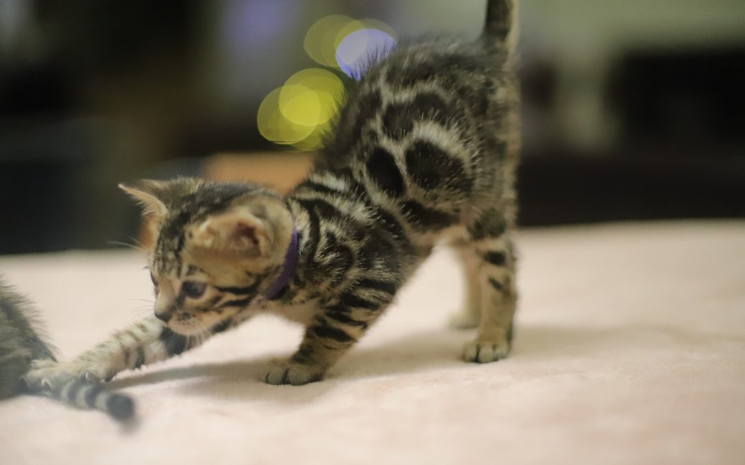 Altesse Tiki – Ondine