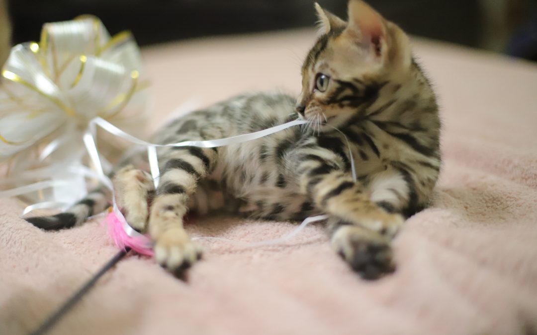 Altesse Tiki – Ondine