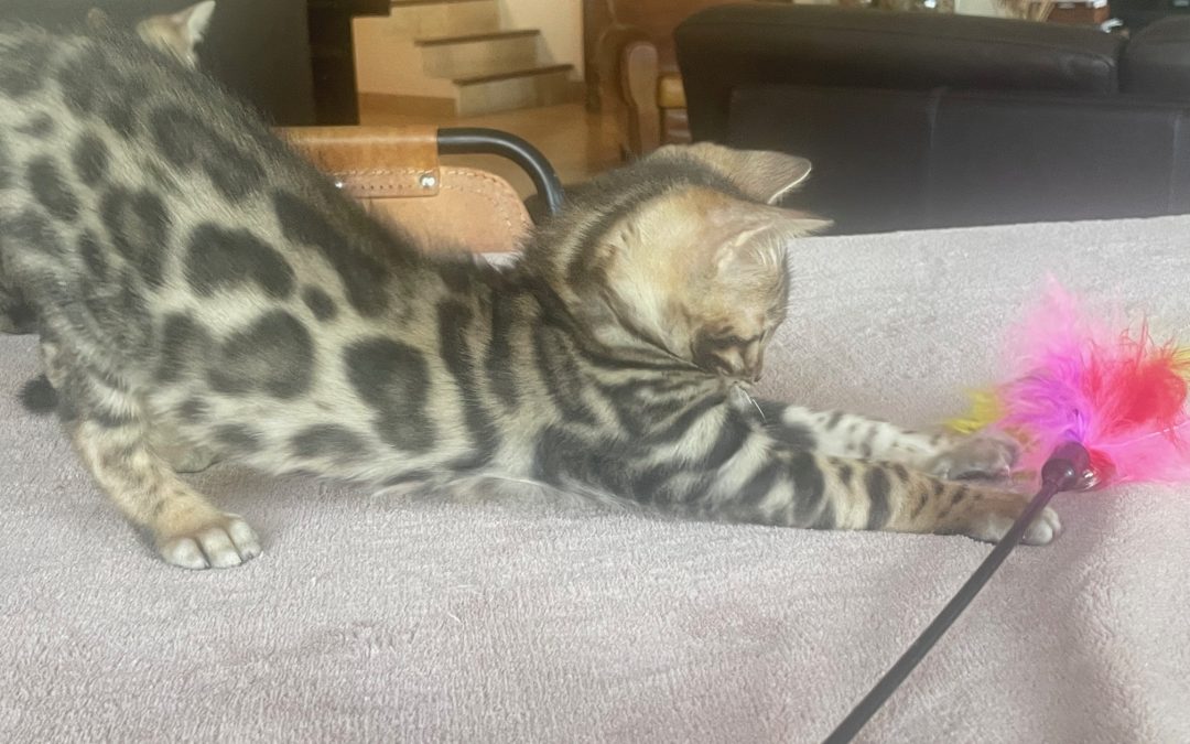 Altesse Tiki – Ondine