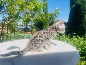 chat bengal blanc taches rondes