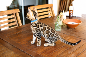 chat bengal à vendre