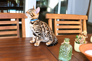 elevage de chats bengal