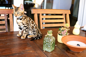 chat bengal prix
