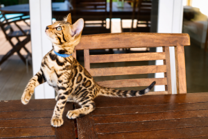 elevage chat du bengal prix